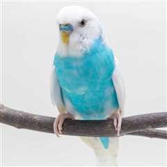 How Do I Handle the Loss of a Budgie From a Bonded Pair?