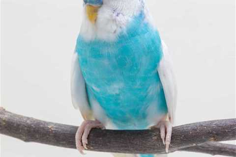 How Do I Handle the Loss of a Budgie From a Bonded Pair?