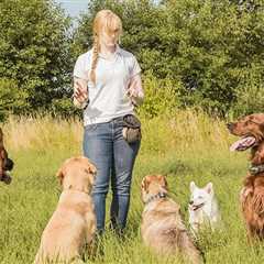 5 Essential Dog Commands: Basic Obedience Commands Your Dog Needs to Learn
