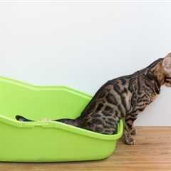 How Can I Help My Cat With Constipation? Our Expert Advice