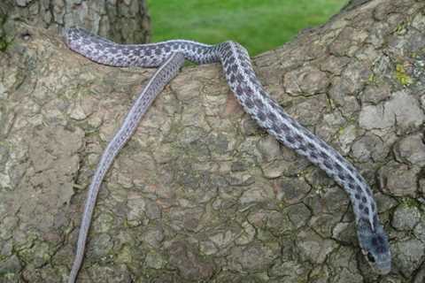 Herp Photo of the Day: Garter Snake