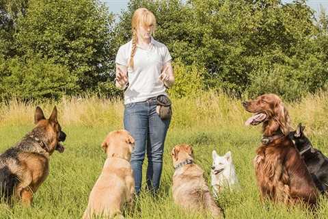 5 Essential Dog Commands: Basic Obedience Commands Your Dog Needs to Learn