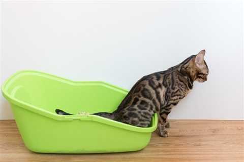 How Can I Help My Cat With Constipation? Our Expert Advice