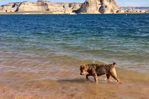 Visiting Arizona’s National Parks With Pets