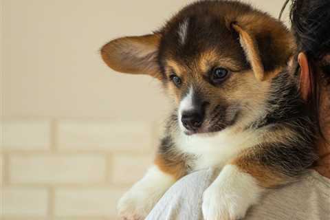 3 Reasons Why Corgis Have Floppy Ears