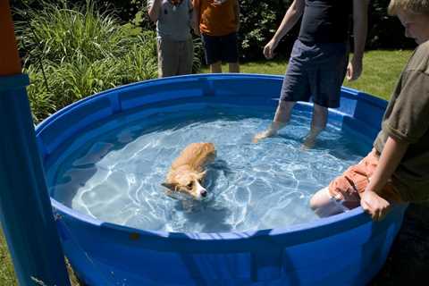 10 Tips on How to Guide Your Corgi to Swim