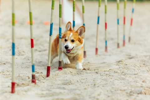 10 Corgi Agility and Training Activities