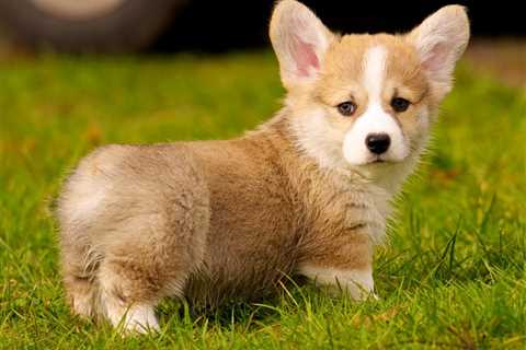 10 Training Tips for First Time Corgi Owners