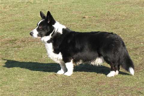 6 Things to Know about Black and White Cardigan Corgis
