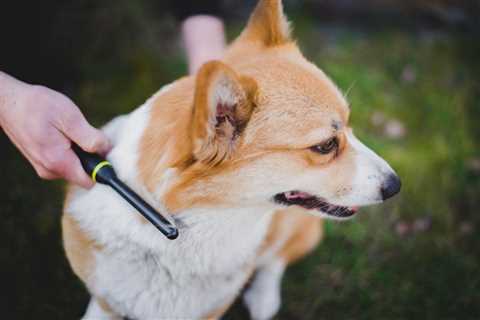 11 Tips To Deal with Corgi Shedding