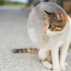 Benefits of Spaying or Neutering Your Cat: 4 Reasons to Do It