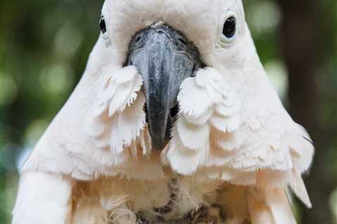 How I Fixed My Rescued Moluccan Cockatoo From Feather Plucking