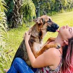 Reclaiming a Lost Pet from a Shelter in Lee County, Florida: A Step-by-Step Guide