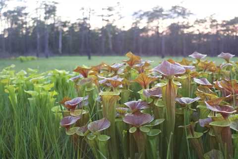 Reflections of Place: The Importance of Habitat for Amphibians and Reptiles