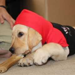 Halloween Safety Tips for Your Dog