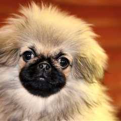 Ultimate Pekingese Puppy Shopping List: Checklist of 23 Must-Have Items