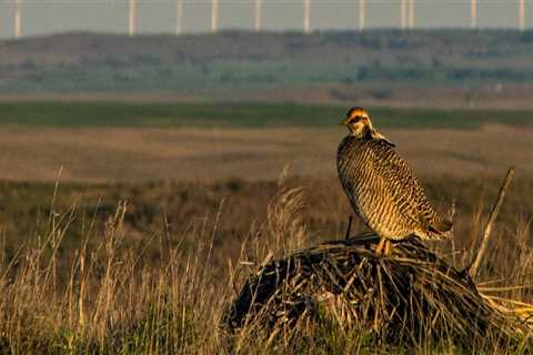 Conservation Efforts for Wildlife in Lubbock, Texas: Make a Difference