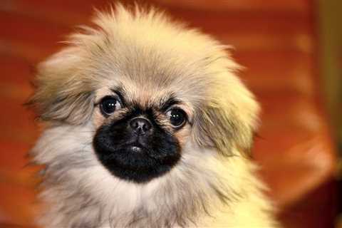 Ultimate Pekingese Puppy Shopping List: Checklist of 23 Must-Have Items