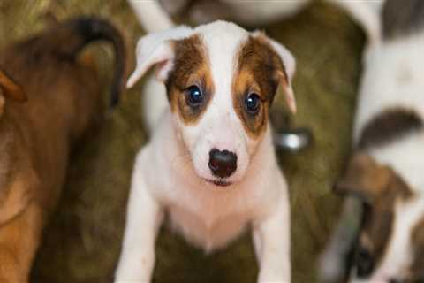 The Ultimate Guide to Adopting a Pet from Pet Shops in Palm Beach County, FL