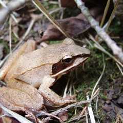 Herp Photo of the Day: Frog
