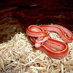 Herp Photo of the Day: Corn Snake