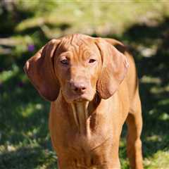 Ultimate Vizsla Puppy Shopping List: Checklist of 23 Must-Have Items