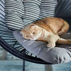 Revolutionize Your Cat's Comfort with Beatrise Furniture