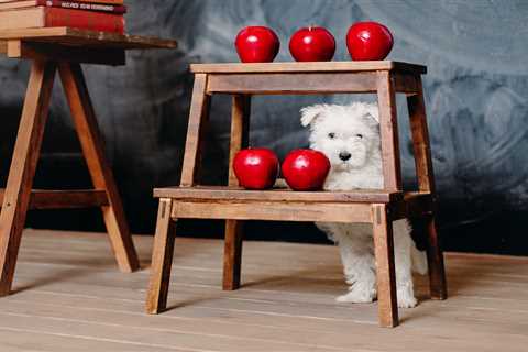 Stylish Double Dog Crate Furniture: A Smart Solution