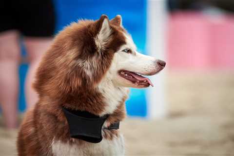 Stylish gear for blind dogs