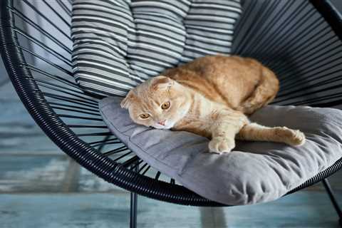 Revolutionize Your Cat's Comfort with Beatrise Furniture