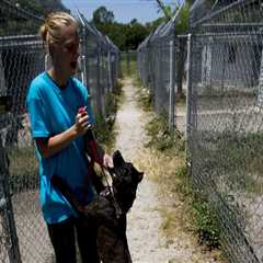 Animal Shelters in Lee County, Florida: Events and Fundraisers to Support Homeless Animals