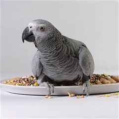 Why Seeds are Acceptable for Pet Birds to Have in Their Diet