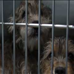 How Many Animal Shelters Are There in Lee County, Florida?