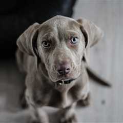 Ultimate Weimaraner Puppy Shopping List: Checklist of 23 Must-Have Items