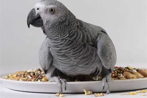 Why Seeds are Acceptable for Pet Birds to Have in Their Diet