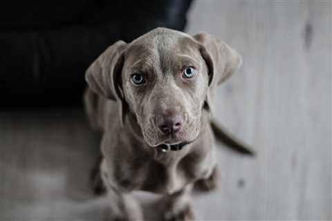 Ultimate Weimaraner Puppy Shopping List: Checklist of 23 Must-Have Items