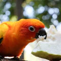 Feeding Pet Birds Based on Species is Crucial for Several Reasons