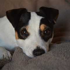 7 Strategies to Stop Your Jack Russell’s Resource Guarding