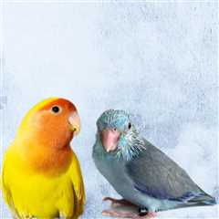 Parrotlets and Lovebirds May Appear Remarkably Similar Upon Initial Observation