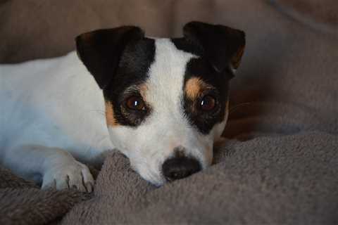 7 Strategies to Stop Your Jack Russell’s Resource Guarding