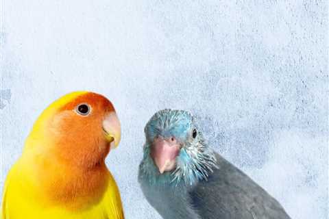 Parrotlets and Lovebirds May Appear Remarkably Similar Upon Initial Observation