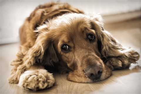 Intestinal Blockage in Dogs