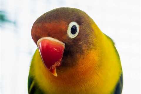 Parrotlet vs Lovebird ~ A Comparison of Two Small Pet Birds