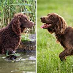 American Water Spaniel vs Boykin Spaniel: Comparison Guide to These Curly Pooches