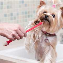 How To Brush a Dog’s Teeth (That Hates Being Brushed!)