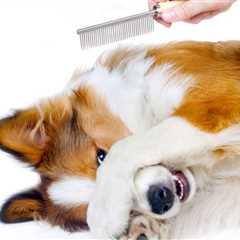Best Dog Grooming Brush Reviews – Top Rated For Short and Long Hair 2024