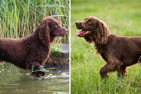 American Water Spaniel vs Boykin Spaniel: Comparison Guide to These Curly Pooches