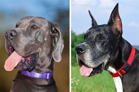 European Great Dane vs American Great Dane: Comparison Guide to These BIG Breeds