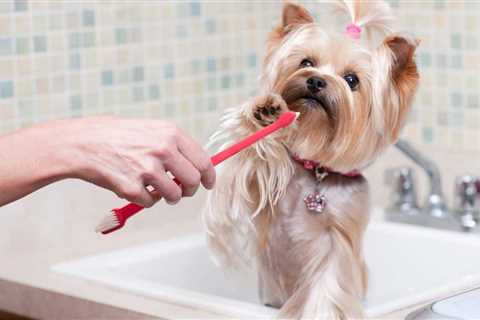 How To Brush a Dog’s Teeth (That Hates Being Brushed!)