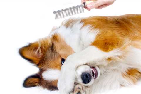 Best Dog Grooming Brush Reviews – Top Rated For Short and Long Hair 2024